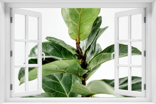 Fototapeta Naklejka Na Ścianę Okno 3D - Home plant green leaf ficus benjamina, elastica on a light background 