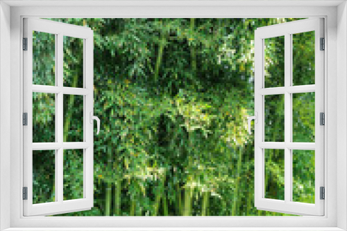 Fototapeta Naklejka Na Ścianę Okno 3D - Cespuglio di bamboo