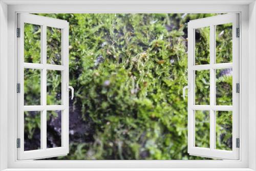 Fototapeta Naklejka Na Ścianę Okno 3D - Moss on tree branch