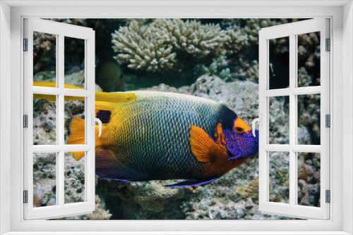 Fototapeta Naklejka Na Ścianę Okno 3D - Underwater world Fish Blue-faced angel, close up.