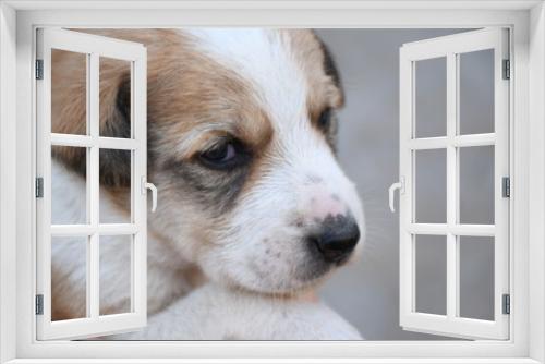 Fototapeta Naklejka Na Ścianę Okno 3D - Dog, Puppy, Feeding Milk