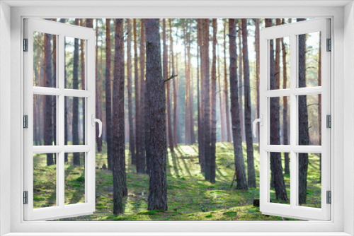 Fototapeta Naklejka Na Ścianę Okno 3D - sunbeams in a pineforest