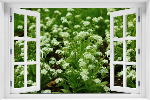 Fototapeta Naklejka Na Ścianę Okno 3D - Nahaufnahme Blumen