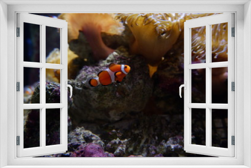 Fototapeta Naklejka Na Ścianę Okno 3D - Clown fish