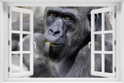 Fototapeta Naklejka Na Ścianę Okno 3D - Female western lowland gorilla (Gorilla gorilla gorilla), head portrait
