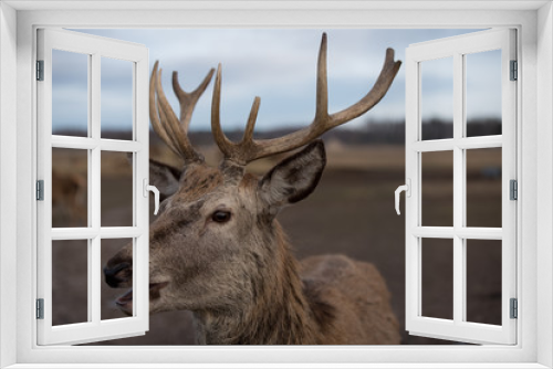 Fototapeta Naklejka Na Ścianę Okno 3D - deer