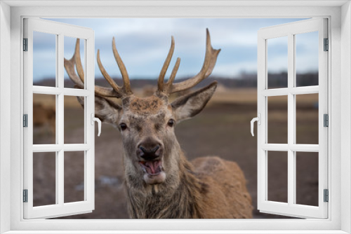 Fototapeta Naklejka Na Ścianę Okno 3D - Surprised deer