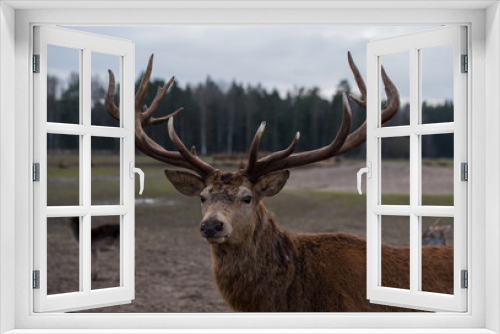 Fototapeta Naklejka Na Ścianę Okno 3D - Deer