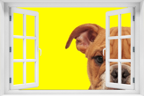 Fototapeta Naklejka Na Ścianę Okno 3D - english bulldog dog hiding his face from camera