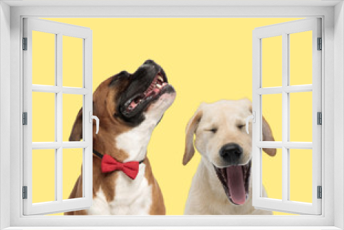 Fototapeta Naklejka Na Ścianę Okno 3D - couple of dogs howling in pain and shouting powerful