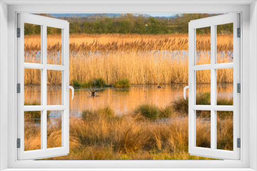 Fototapeta Naklejka Na Ścianę Okno 3D - The warm evening sun hits reed beds at Wicken Fen Nature Reserve in Cambridgeshire, East Anglia, England, UK.