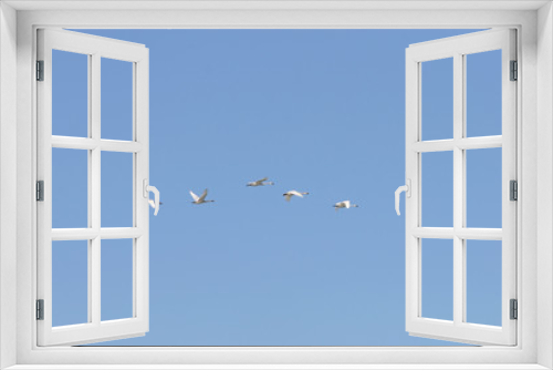 Fototapeta Naklejka Na Ścianę Okno 3D - Five adult swans flying together in a clear blue sky.