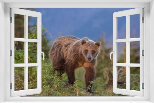 Fototapeta Naklejka Na Ścianę Okno 3D - European Brown Bear in a forest landscape