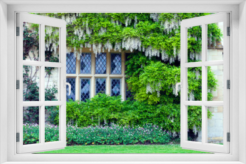 Fototapeta Naklejka Na Ścianę Okno 3D - Wisteria with white scented flowers surrounding cottage window, small pink plants hedge at the bottom, in an English garden .