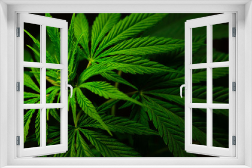 Fototapeta Naklejka Na Ścianę Okno 3D - Large leaves of marijuana on a black background. Growing medical cannabis.
