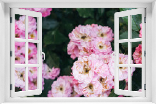 Fototapeta Naklejka Na Ścianę Okno 3D - pink  delicate rose in the garden
