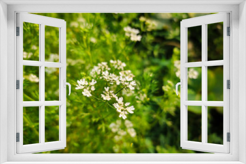 Fototapeta Naklejka Na Ścianę Okno 3D - Flowers macro photography.