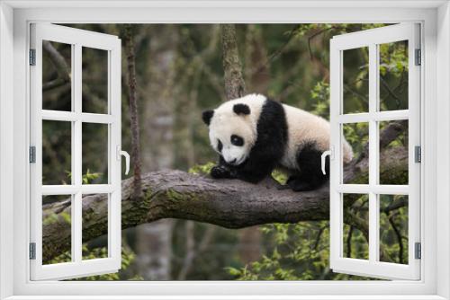 Fototapeta Naklejka Na Ścianę Okno 3D - Giant panda, Ailuropoda melanoleuca, approximately 6-8 months old, sitting on a tree branch high in the forest canopy.