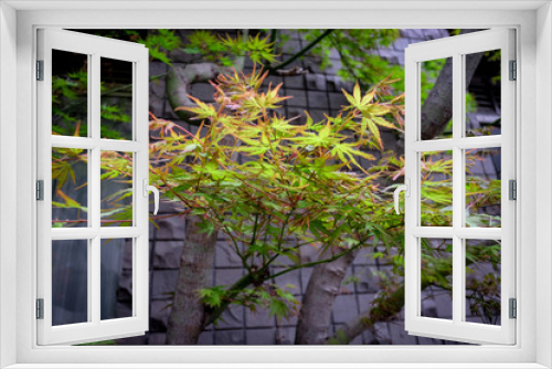 Fototapeta Naklejka Na Ścianę Okno 3D - The beautiful maple autumn leaves in the Japan.
