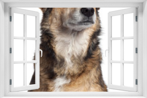 Fototapeta Naklejka Na Ścianę Okno 3D - Close-up of Mixed-breed dog, 4 years old,