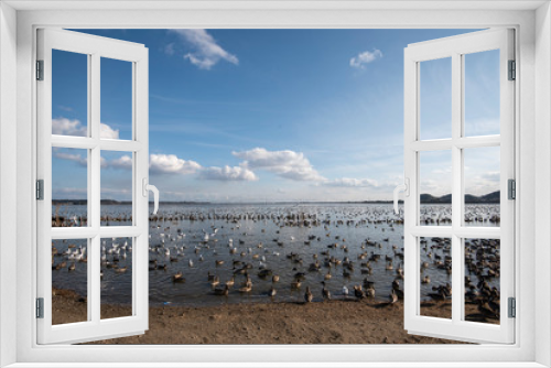 Fototapeta Naklejka Na Ścianę Okno 3D - Swan