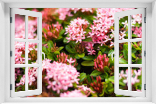 Fototapeta Naklejka Na Ścianę Okno 3D - Pink spike flowers