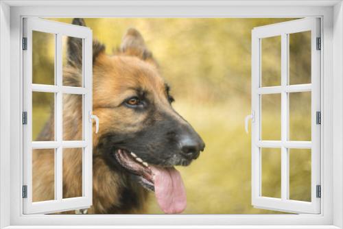 Fototapeta Naklejka Na Ścianę Okno 3D - portret psa, owczarek niemiecki 