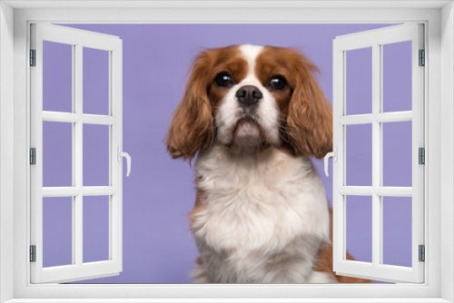Fototapeta Naklejka Na Ścianę Okno 3D - Portrait of a Cavalier King Charles Spaniel dog looking at the camera isolated on a purple background