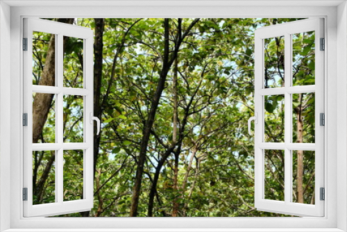 Fototapeta Naklejka Na Ścianę Okno 3D - Teak forest in the photo from below, with selective focus, blurry, and out of focus