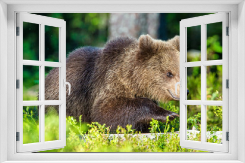 Fototapeta Naklejka Na Ścianę Okno 3D - Portrait of Cub of Wild Brown bear (Ursus Arctos Arctos) in the summer forest. Natural green Background