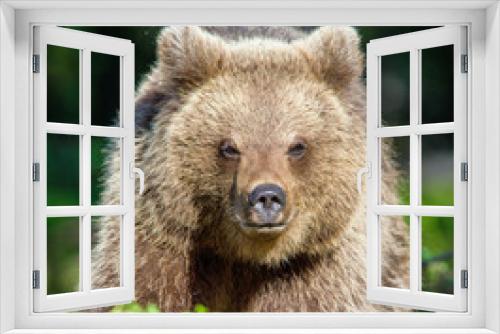 Fototapeta Naklejka Na Ścianę Okno 3D - Portrait of Cub of Wild Brown bear (Ursus Arctos Arctos) in the summer forest. Natural green Background