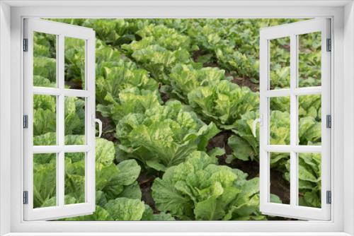 Fototapeta Naklejka Na Ścianę Okno 3D - Chinese cabbage crops growing at field