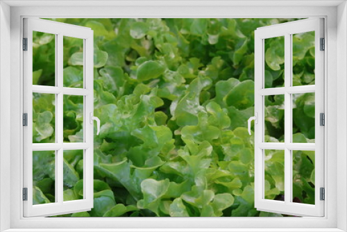 Fototapeta Naklejka Na Ścianę Okno 3D - top view of lettuce or green salad leaves 