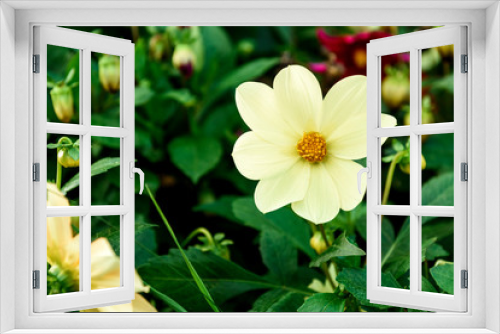 Fototapeta Naklejka Na Ścianę Okno 3D - Dahlias flower growing in garden.