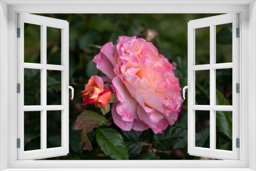 Fototapeta Naklejka Na Ścianę Okno 3D - pink rose in the garden