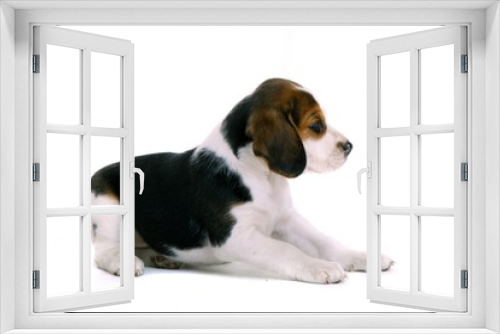 Fototapeta Naklejka Na Ścianę Okno 3D - liegender Beagle Welpe