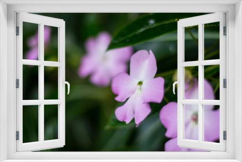 Fototapeta Naklejka Na Ścianę Okno 3D - pink flower in garden