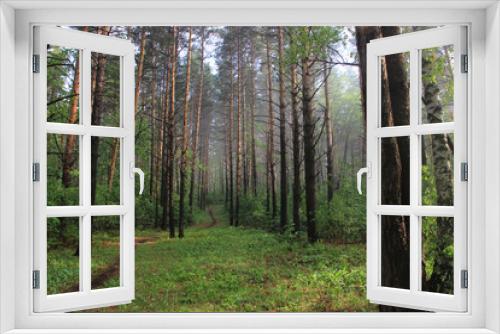 Fototapeta Naklejka Na Ścianę Okno 3D - A summer pine forest and a winding path running away into the distance