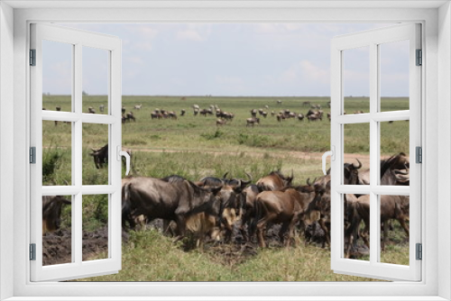 Fototapeta Naklejka Na Ścianę Okno 3D - Great Migration Serengeti, Wildebeest and Zebras