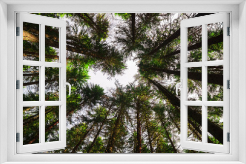 Fototapeta Naklejka Na Ścianę Okno 3D - Looking up in forest on the crowns of evergreen pine trees in sunbeams.
