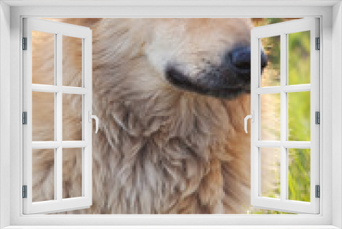 Fototapeta Naklejka Na Ścianę Okno 3D - Sad mongrel dog on green grass looking sideways