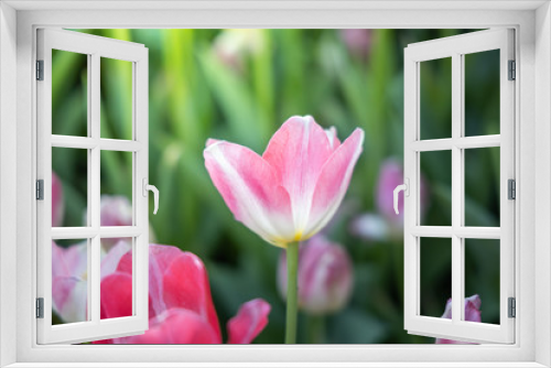 Fototapeta Naklejka Na Ścianę Okno 3D - Beautiful bouquet of tulips. colorful tulips. nature background