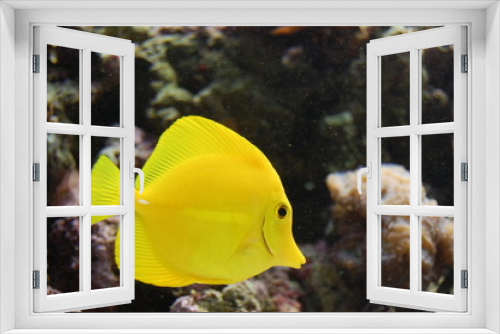 Fototapeta Naklejka Na Ścianę Okno 3D - Yellow Tang