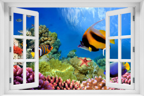 Fototapeta Naklejka Na Ścianę Okno 3D - Marine life on the coral reef