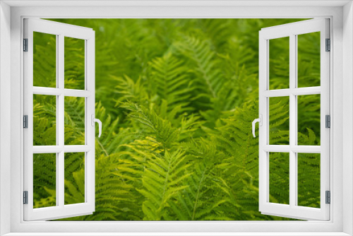 Fototapeta Naklejka Na Ścianę Okno 3D - Perfect green fern pattern for eco design. Beautiful greenery backdrop made with fresh young fern leaves. Natural floral fern background in sunlight.