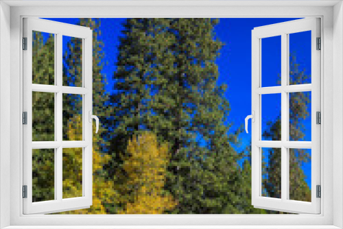 Fototapeta Naklejka Na Ścianę Okno 3D - Foto von alten Mammutbäumen gegen blauen Himmel, Mariposa Grove, Yosemite