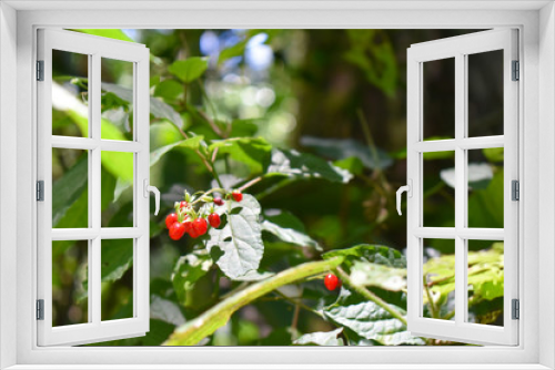 Fototapeta Naklejka Na Ścianę Okno 3D - red berries on a bush