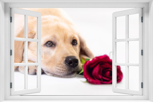 Fototapeta Naklejka Na Ścianę Okno 3D - Dreaming dog in love with you, with a red rose in mouth.