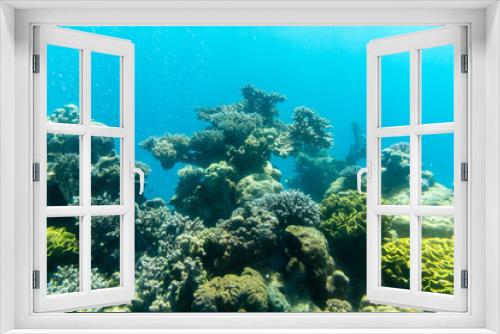 Fototapeta Naklejka Na Ścianę Okno 3D - Coral reef in the ocean