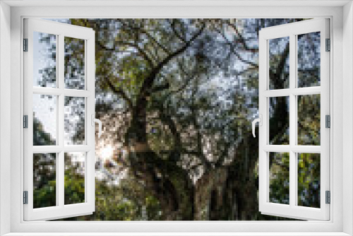 Fototapeta Naklejka Na Ścianę Okno 3D - bosco, alberi, nuraghe, santa cristina